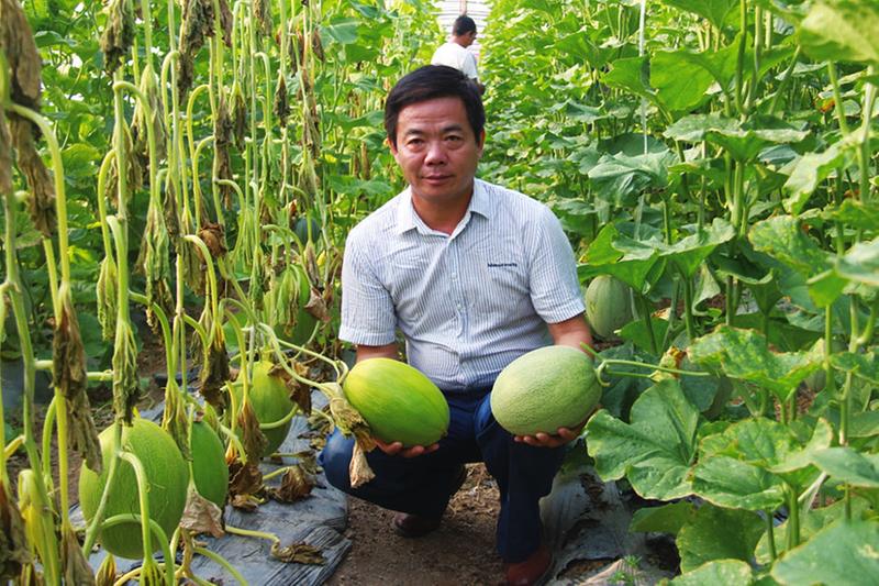 最新甜瓜种子,“新季甜瓜种苗精选”