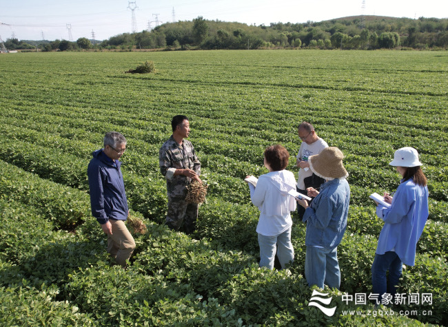 花生价格节节攀升，全国市场喜见丰收景象